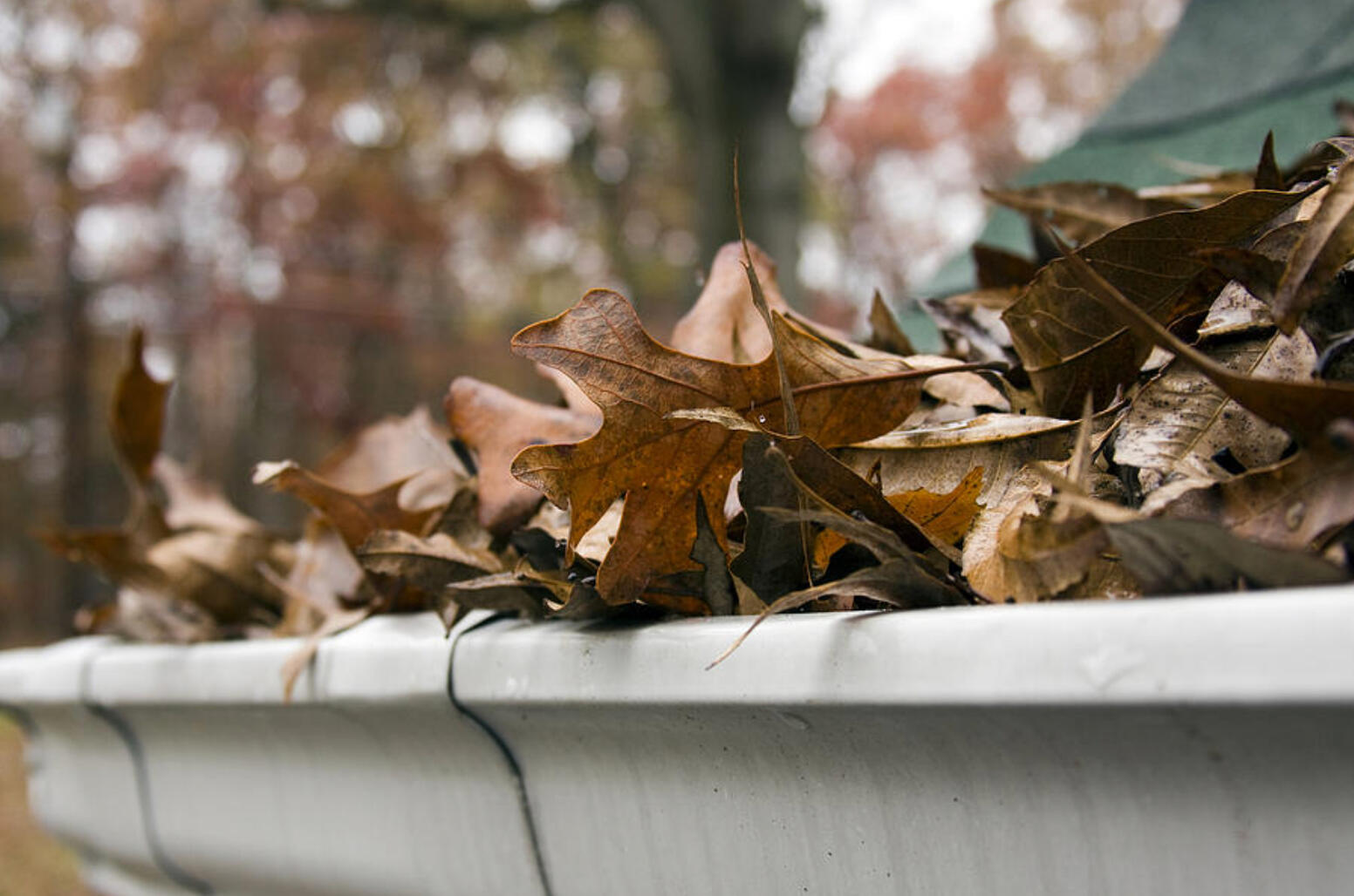 Feuilles mortes dans une gouttière
